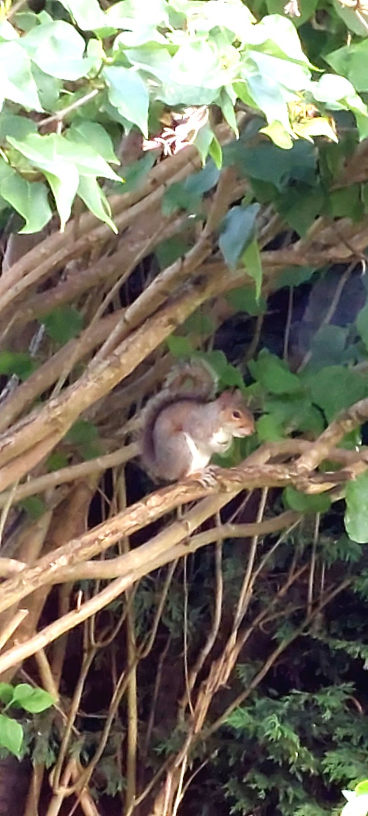 my little squirrel friend