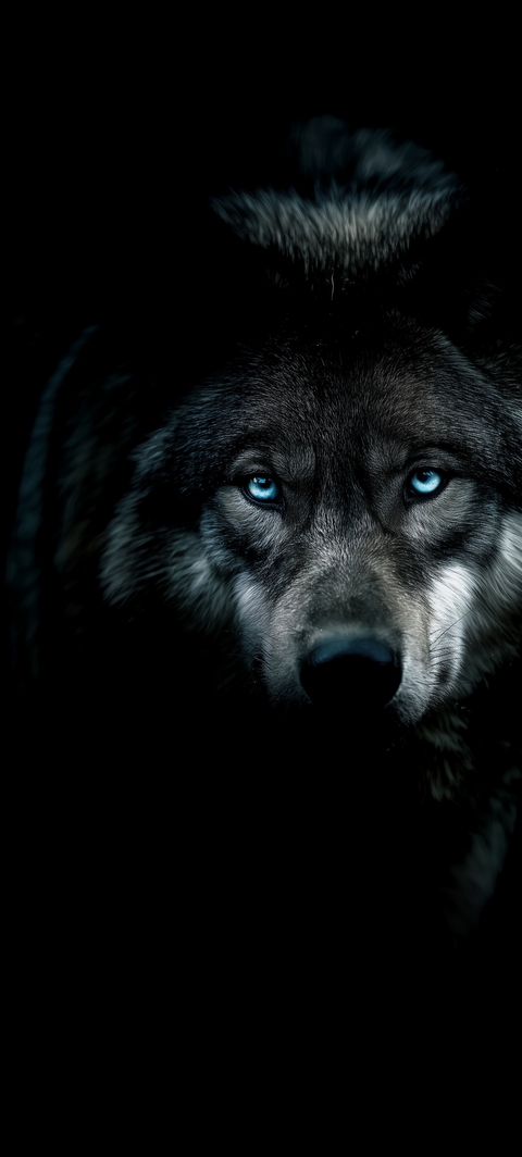 fonds d'écran canis, wolf