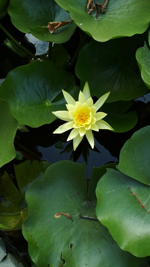 lotus
