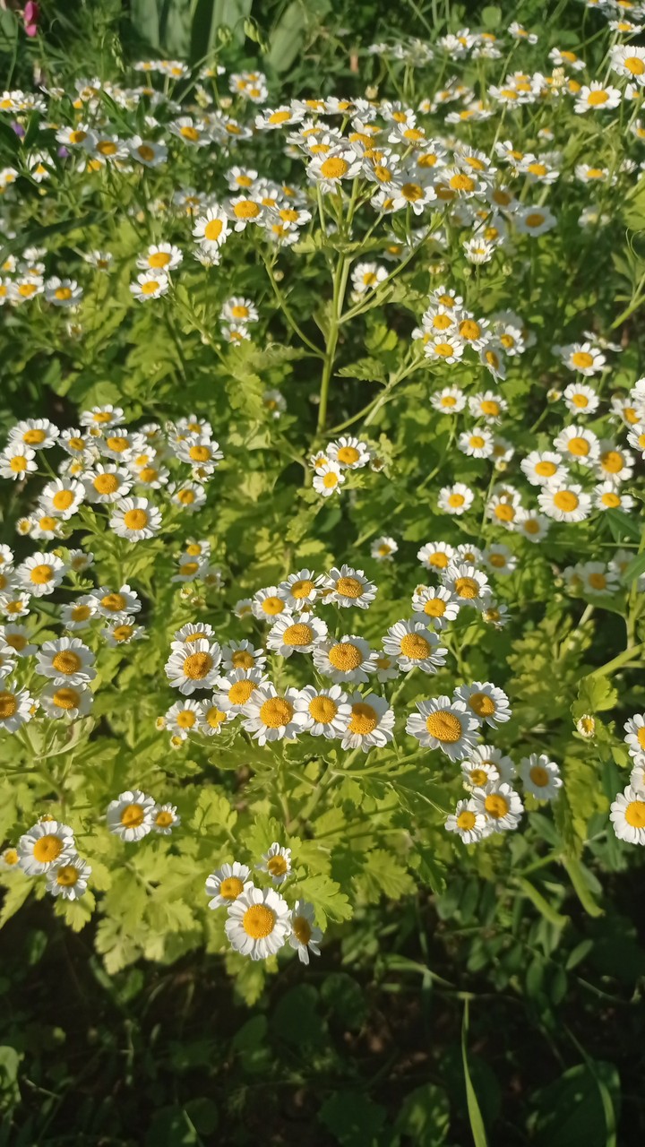 little daisies
