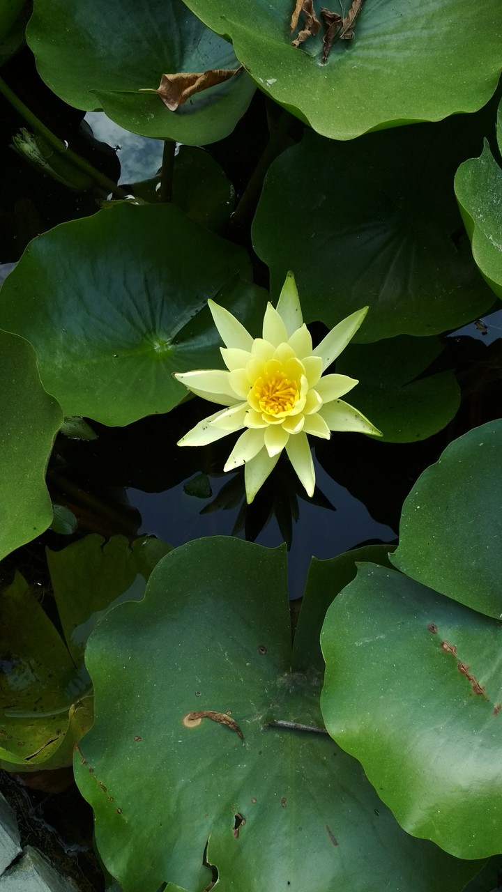 lotus