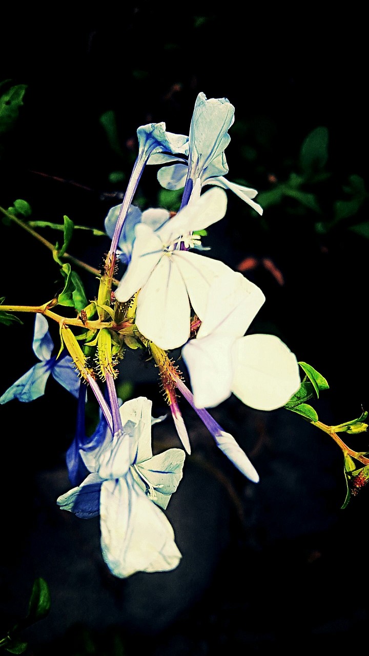 flowers