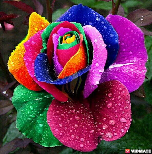 rose