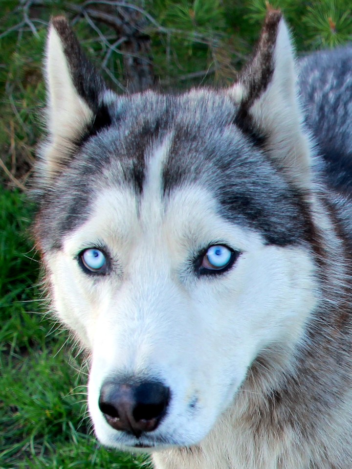 Husky eyes
