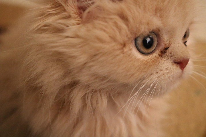 cat