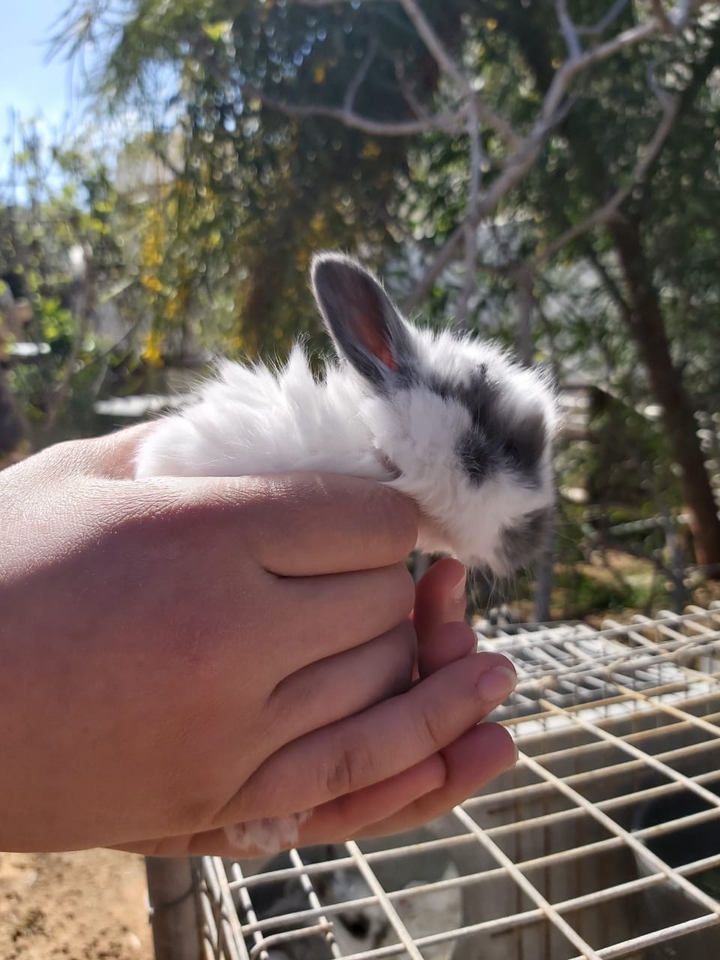 i love bunnies