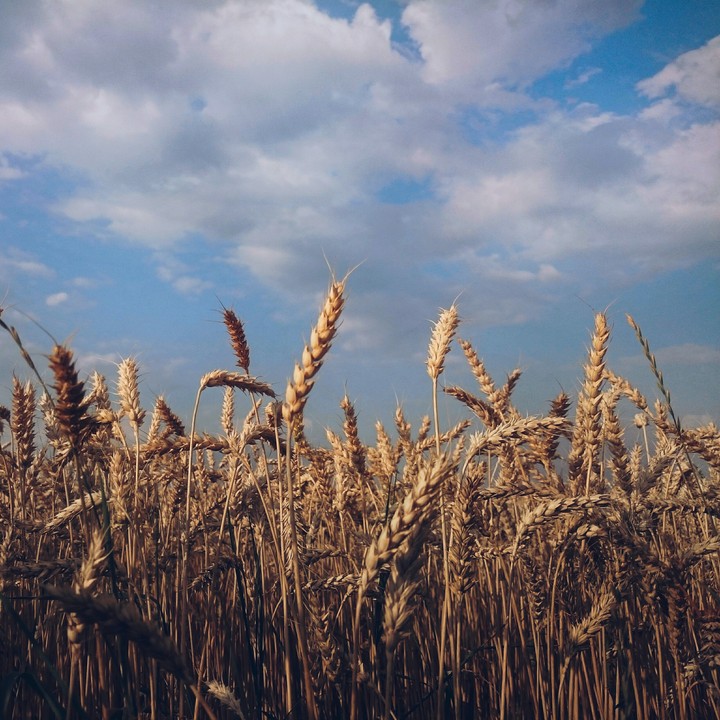 Rye field