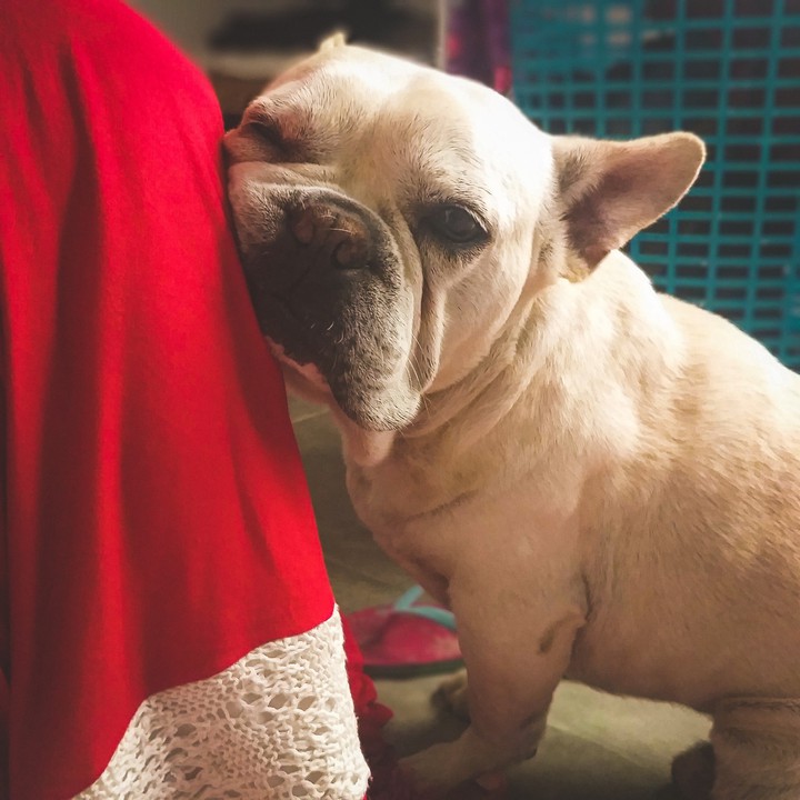 french bulldog