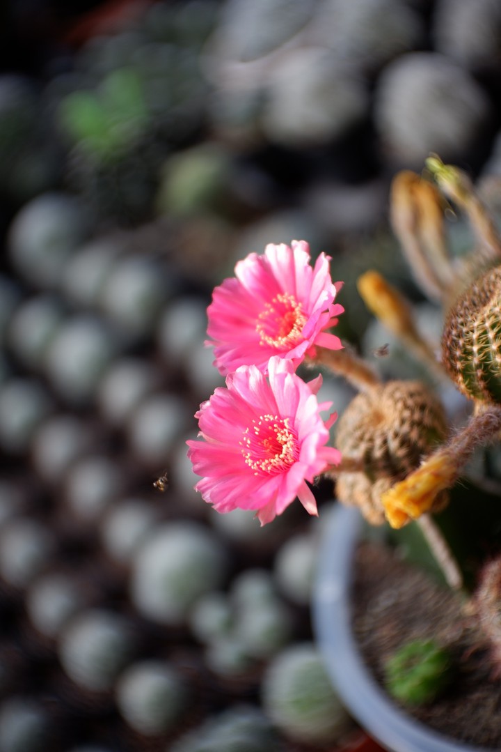 #cactus #garden #lobivia #pink #แคคตัส #กระบองเพชร#รีบูเทีย