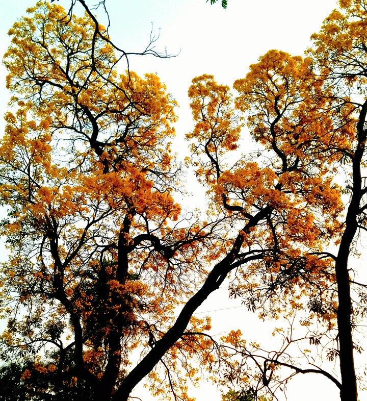 flower tree