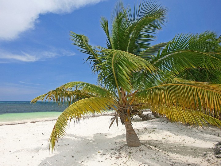 Palm Tree, Yucatan, Mexico