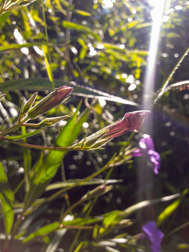 Flower Bud
