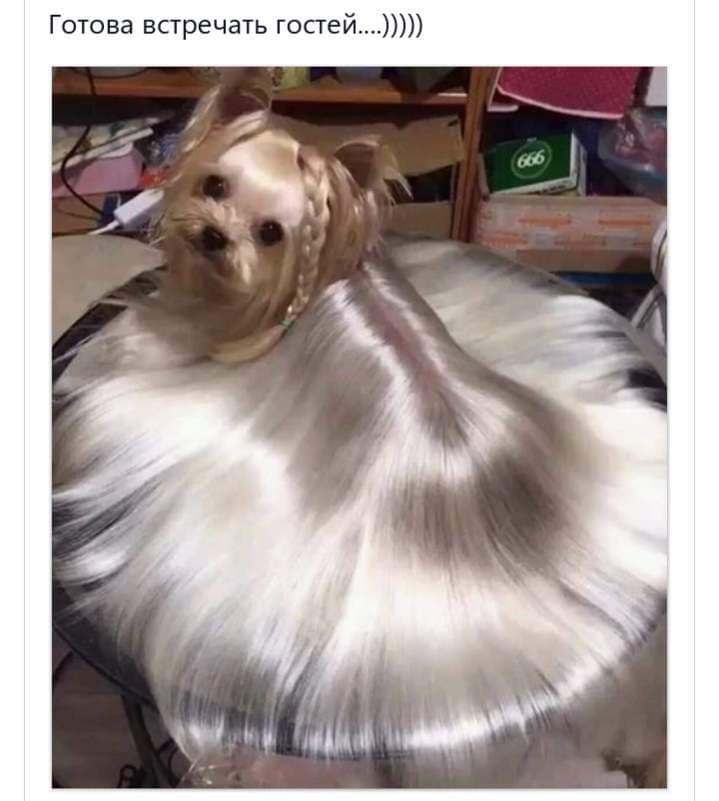 собака