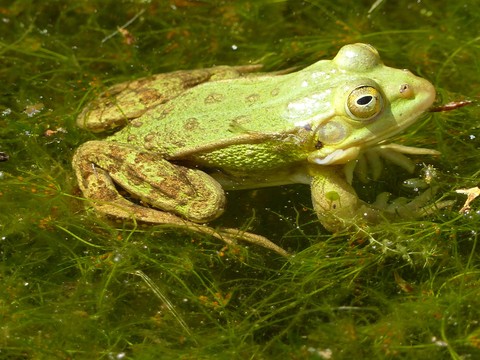 ταπετσαρίες frog, pond