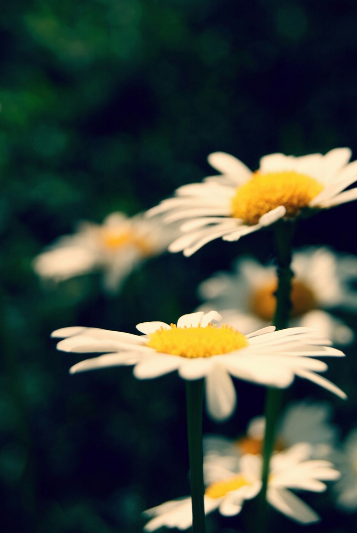 Chamomile