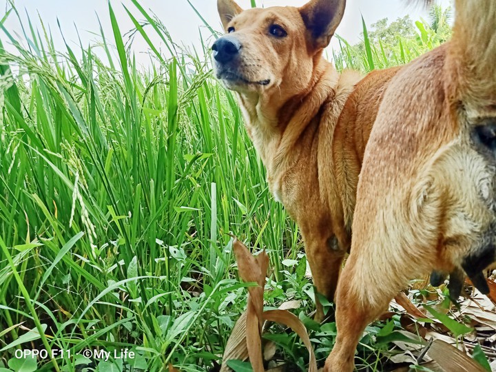 Dog