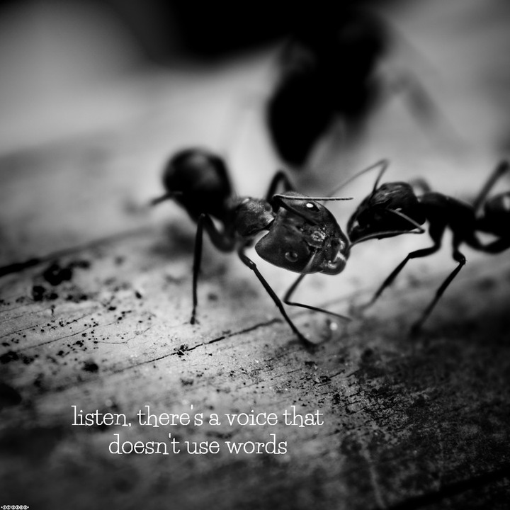 l i s t e n