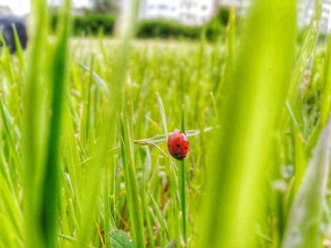 insect, landscapelovers duvar kağıtları