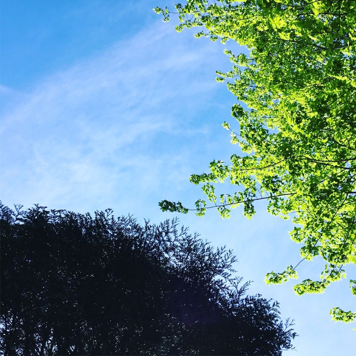 trees