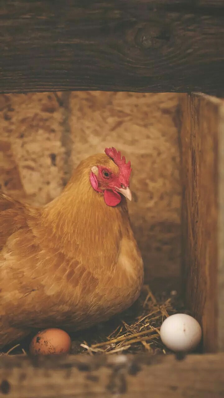 cock with egges