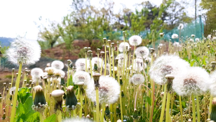 Dandelion