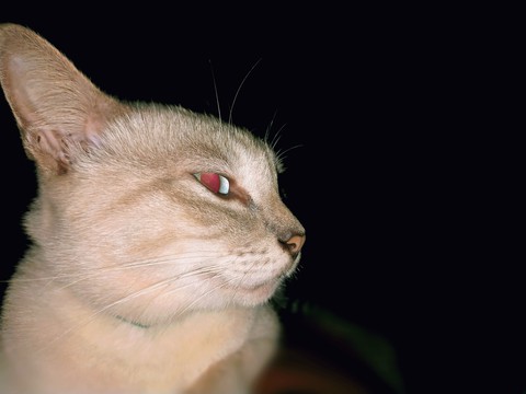 whiskers, snout achtergronden