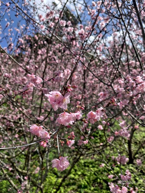 櫻花