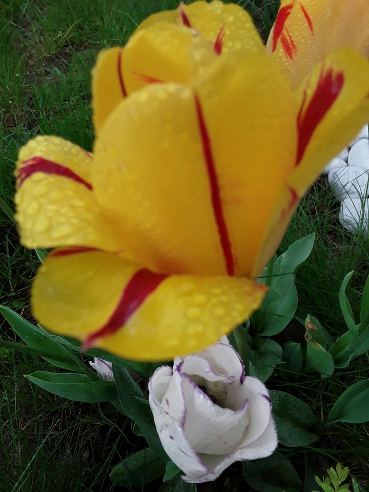 In my garden