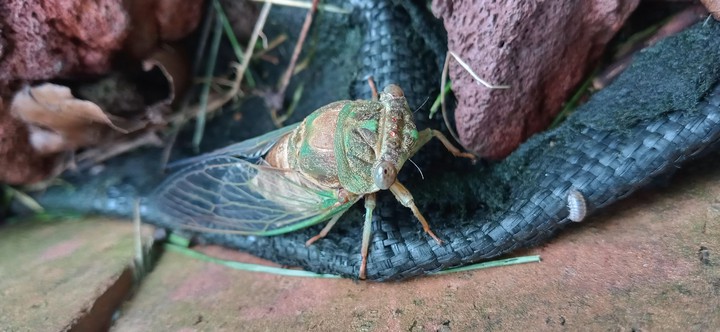 insect