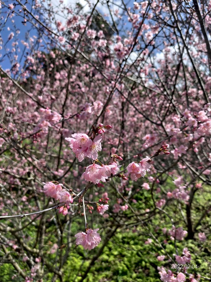 櫻花