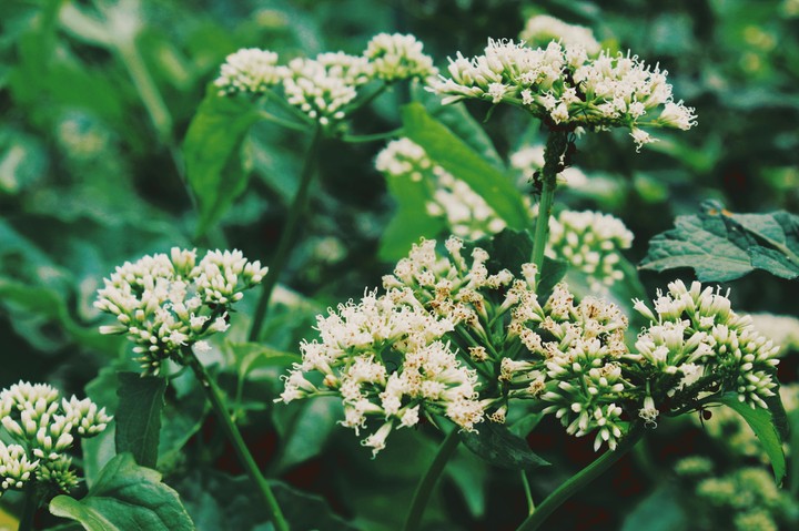 Flowers & Ants