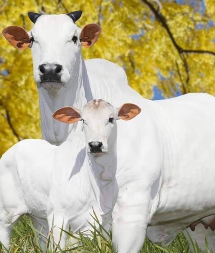cow