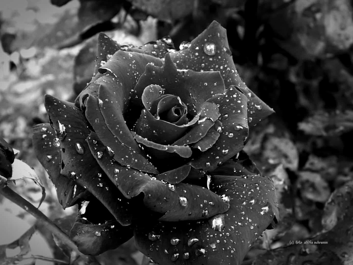 Schwarze Rose