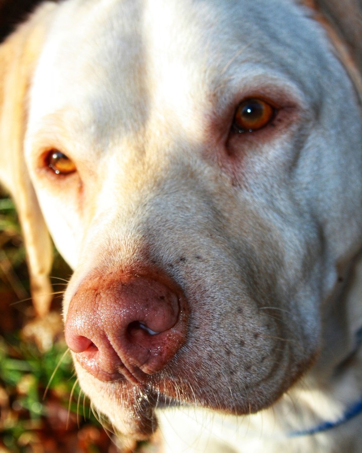 Yellow Lab.