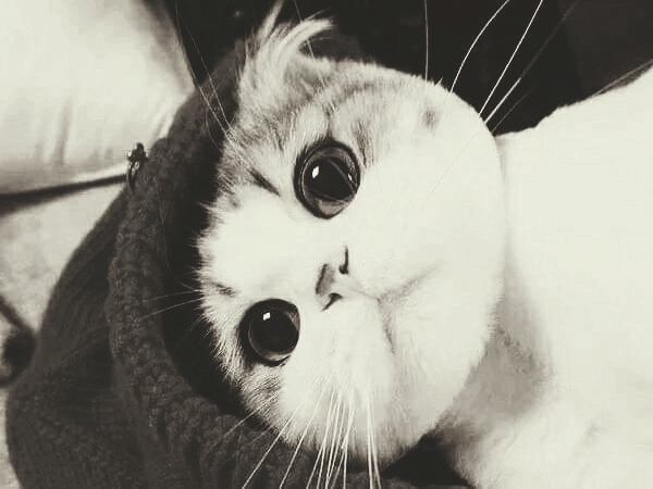 Innocent cat
