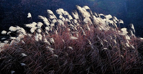 Asia Images