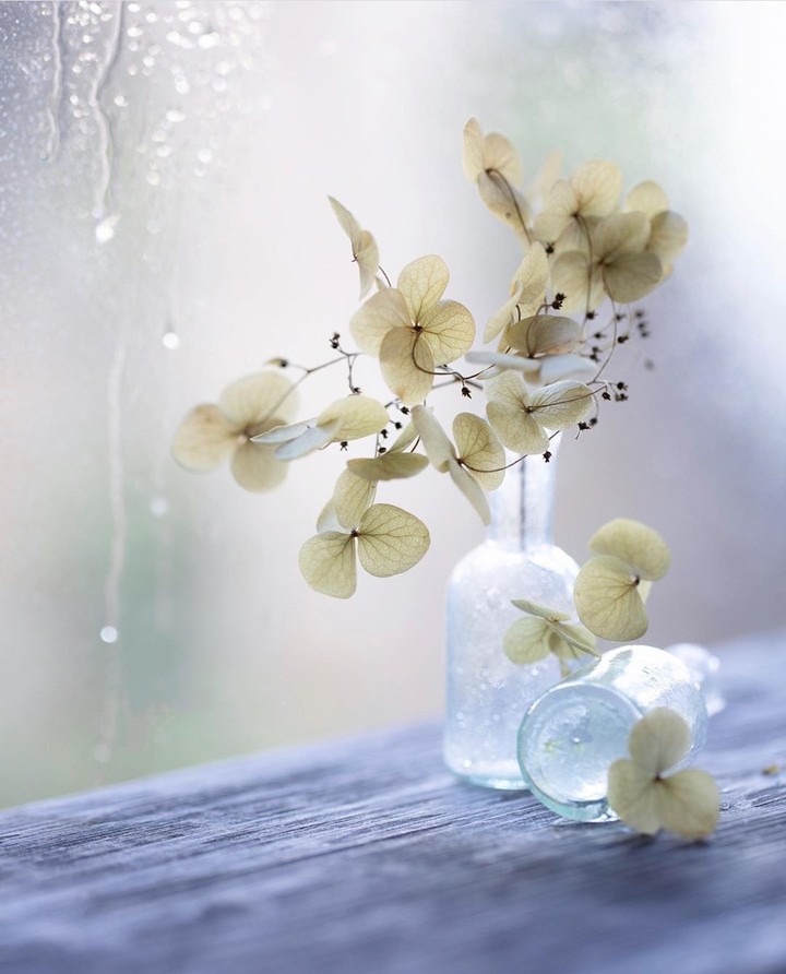 #flowers
