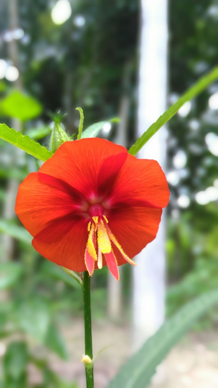flower