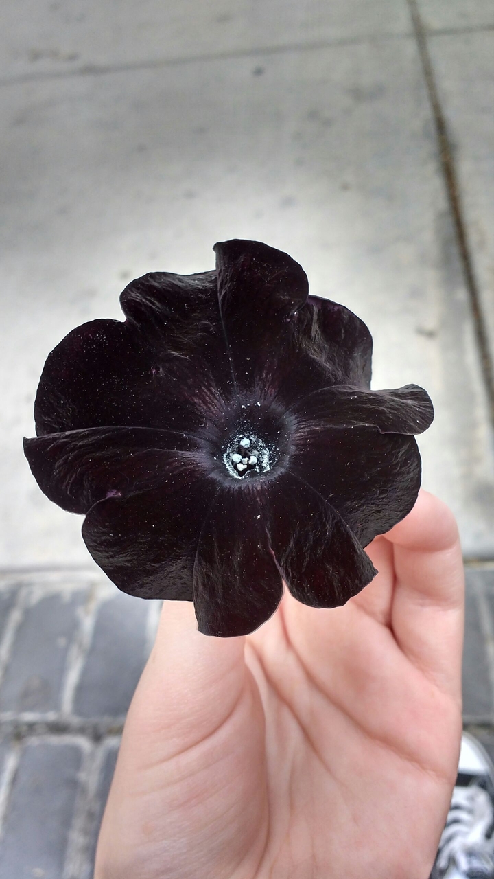 Black flower