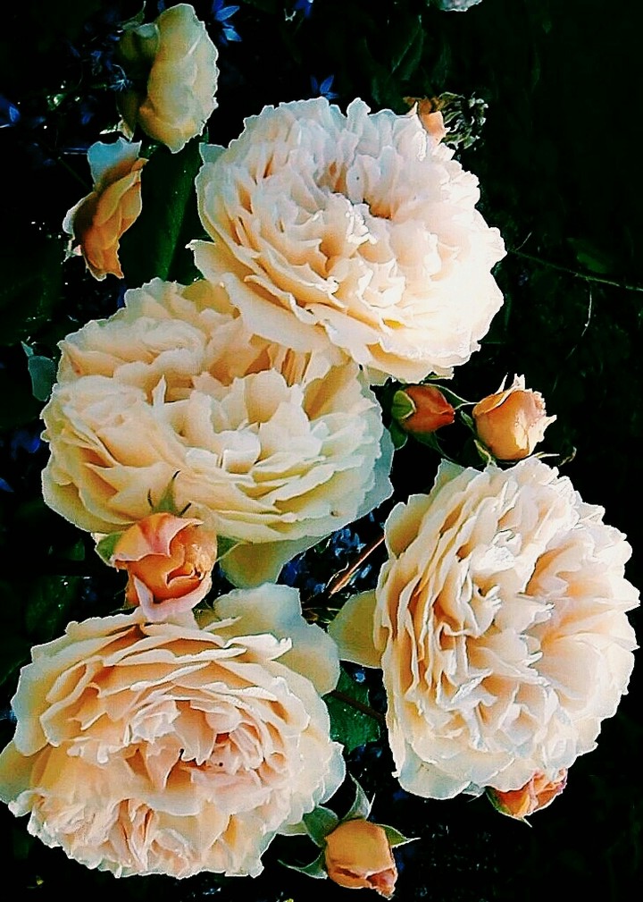 creamy roses