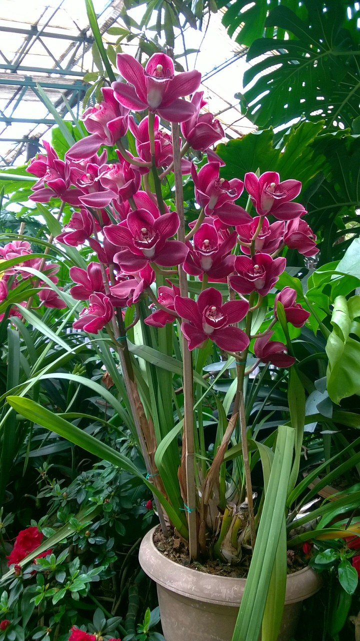 orchids