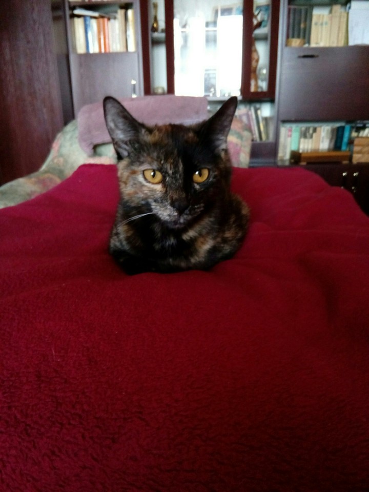 Veverka