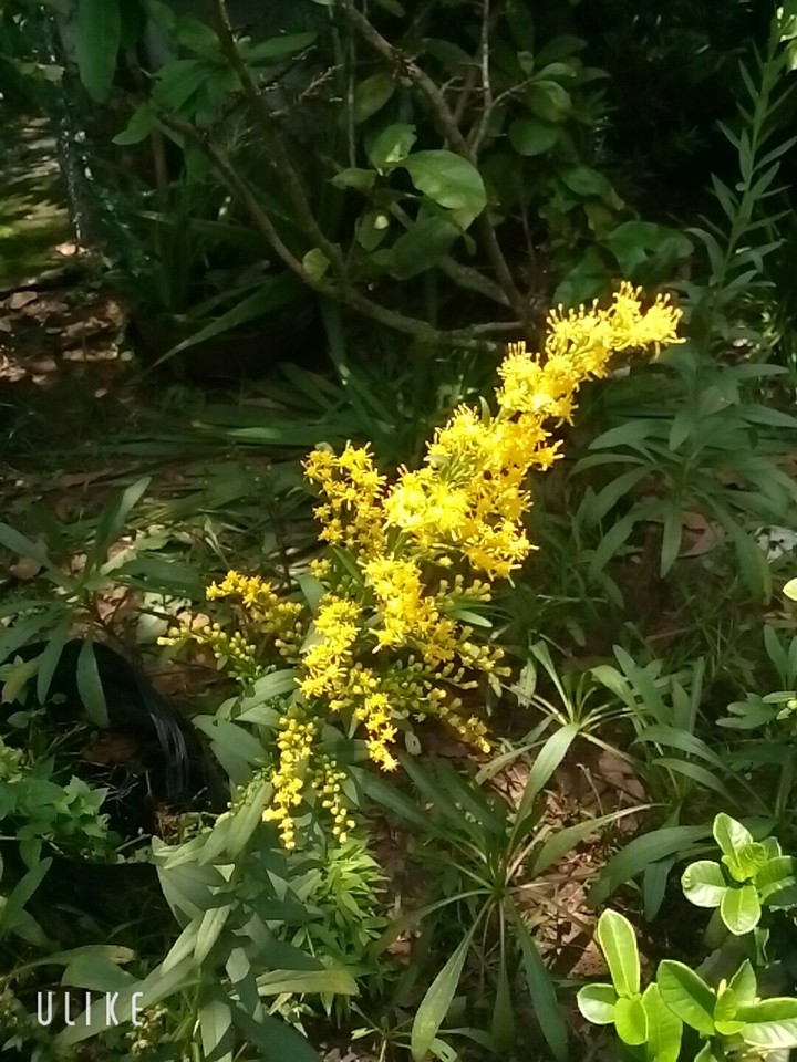 Yellow flower
