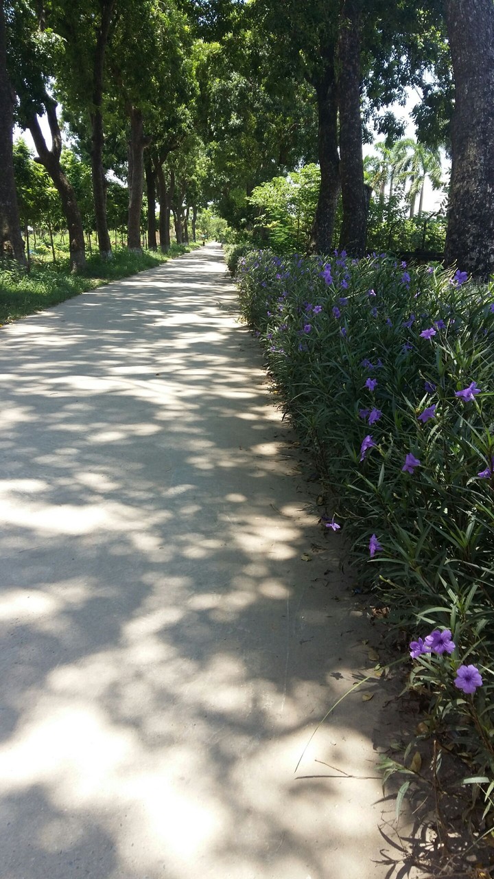 my road from university.
