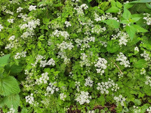 sfondi ajwain, wildflower