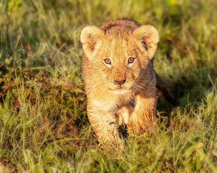 lion