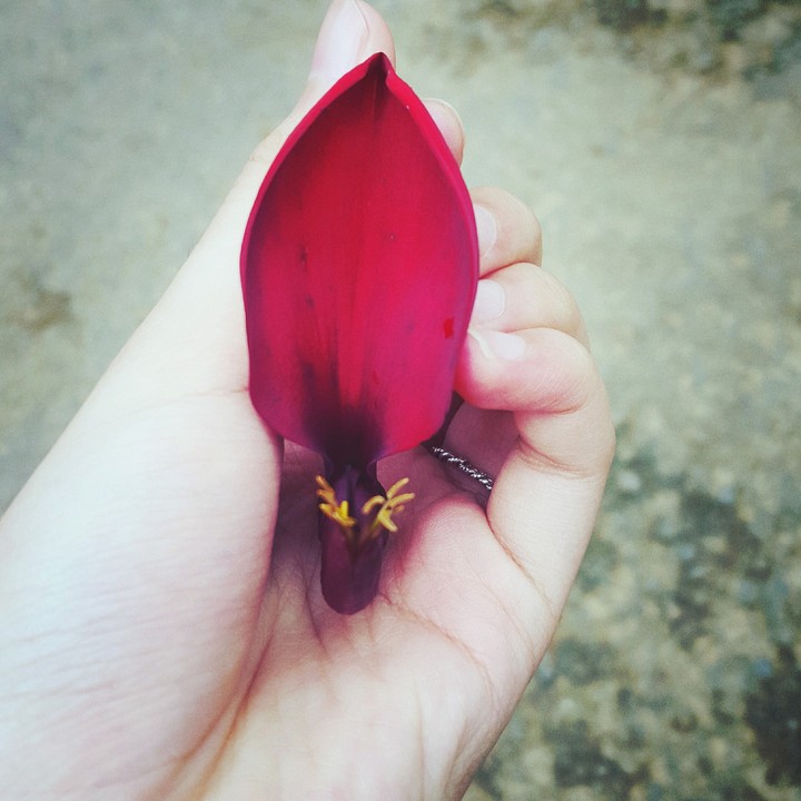 Red Flower