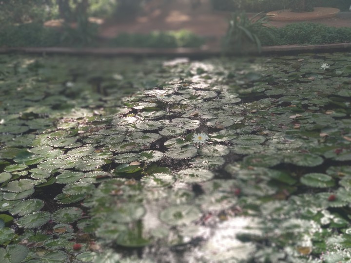 lotus