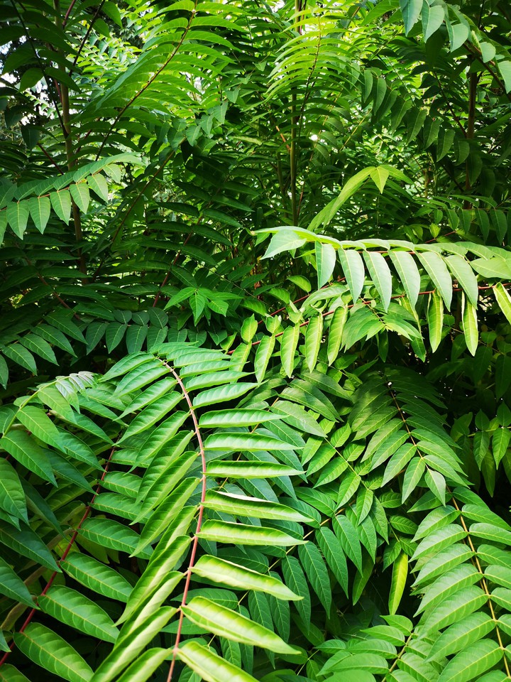 Jungle