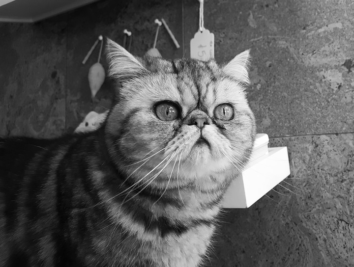 Princess Pancake
